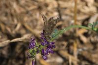 Erynnis tages