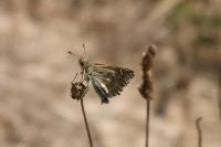 Carcharodus alceae
