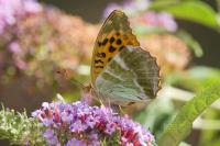 Argynnis paphia