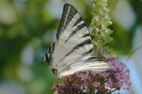 Iphiclides podalirius