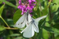 Pieris napi