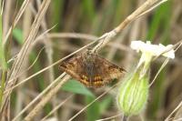 Euclidia glyphica