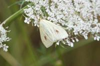 Sitochroa palealis