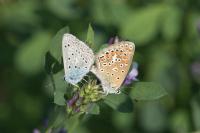 Polyommatus icarus
