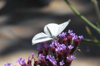 Pieris napi