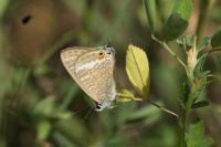 Lampides boeticus