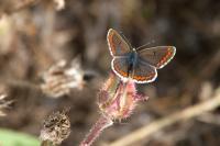 Aricia agestis