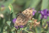 Carcharodus alceae