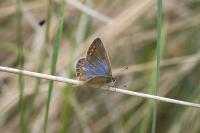 Polyommatus icarus