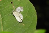 Pieris napi