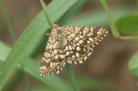 Chiasmia clathrata