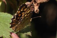 Pararge aegeria