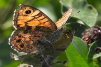 Lasiommata megera