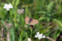 Erynnis tages