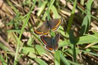 Aricia agestis