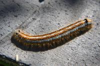 Malacosoma neustria