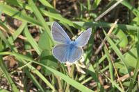 Polyommatus icarus