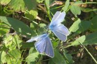 Polyommatus icarus