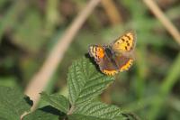Lycaena phlaeas