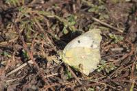 Colias crocea