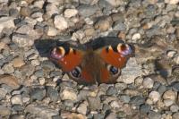 Aglais io