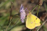 Colias crocea