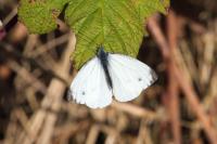 Pieris napi