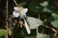 Pieris napi