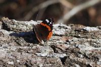 Vanessa atalanta