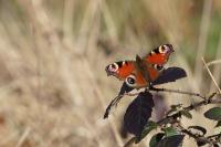 Aglais io
