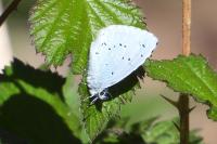 Celastrina argiolus