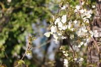 Pieris rapae