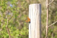 Polygonia c-album