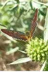 Lycaena tityrus
