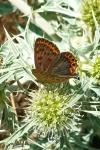 Lycaena tityrus