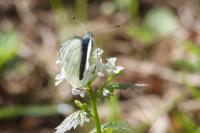 Pieris napi