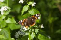 Vanessa atalanta