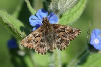 Carcharodus alceae