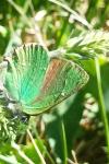 Callophrys rubi