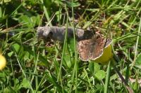 Erynnis tages
