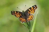 Araschnia levana