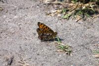 Issoria lathonia