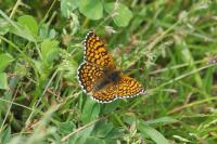 Melitaea cinxia