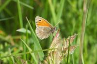 Coenonympha pamphilus