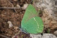 Callophrys rubi