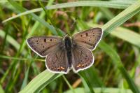 Lycaena tityrus