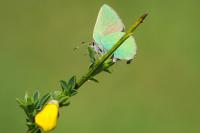 Callophrys rubi