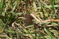 Lycaena tityrus