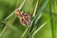 Araschnia levana