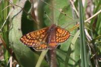Euphydryas aurinia